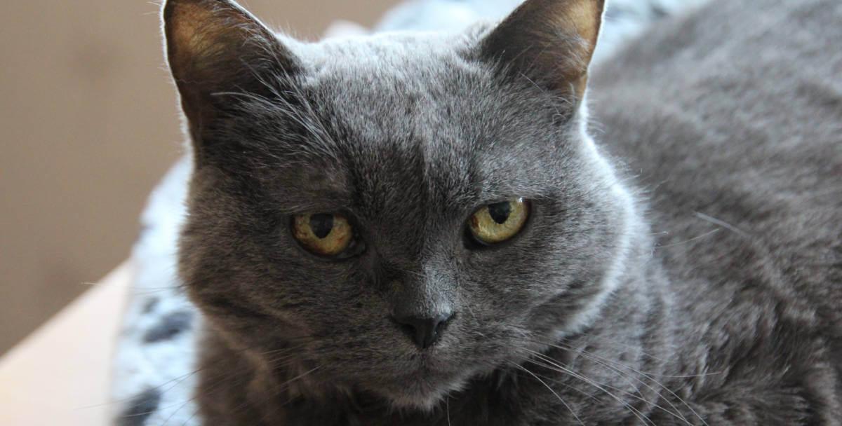 Close up of a grey cat