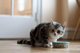 kitten by bowl
