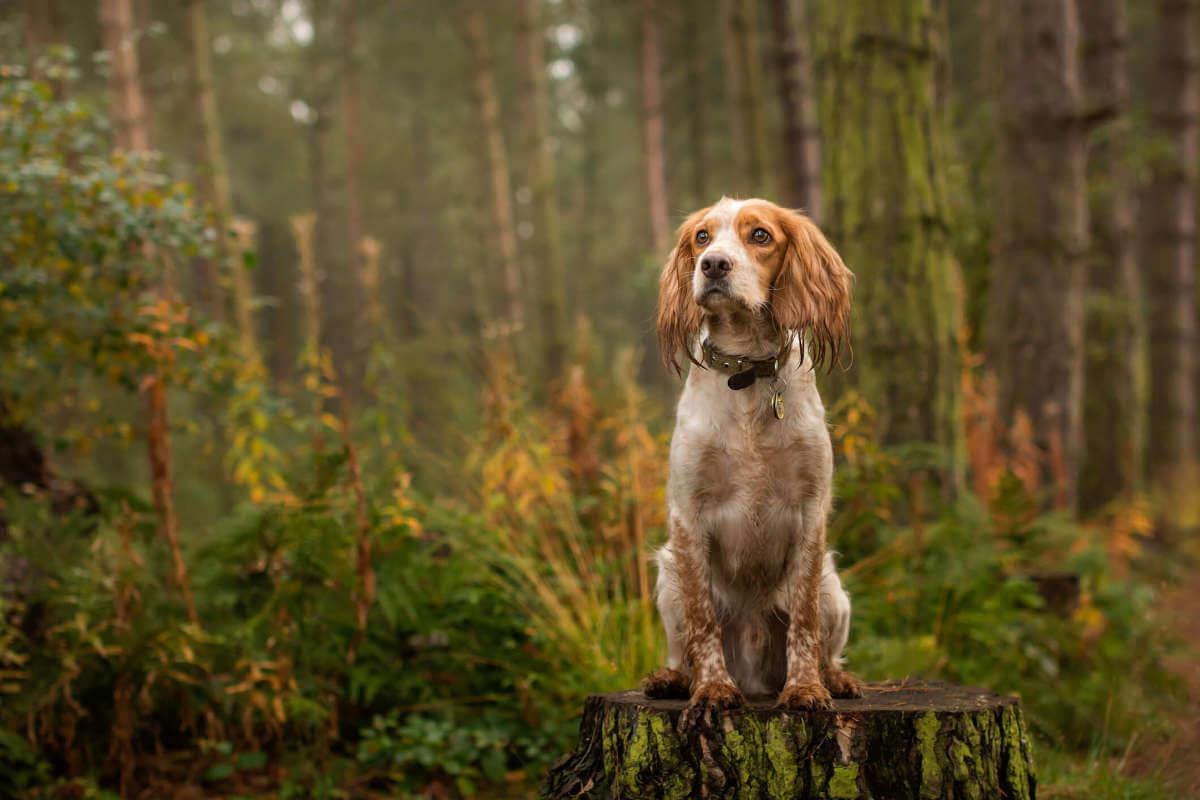 A dog sitting on a tree stump