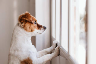 dog looking out of a window