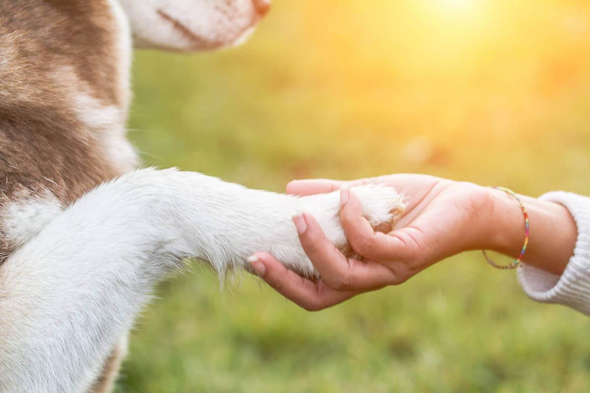 how to put paw balm on dog