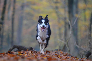 Dog bounding towards camera on a forest path