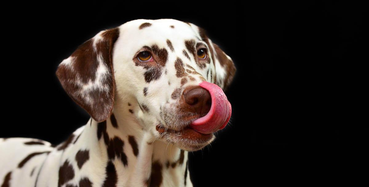 Spotted dog licking it's lips