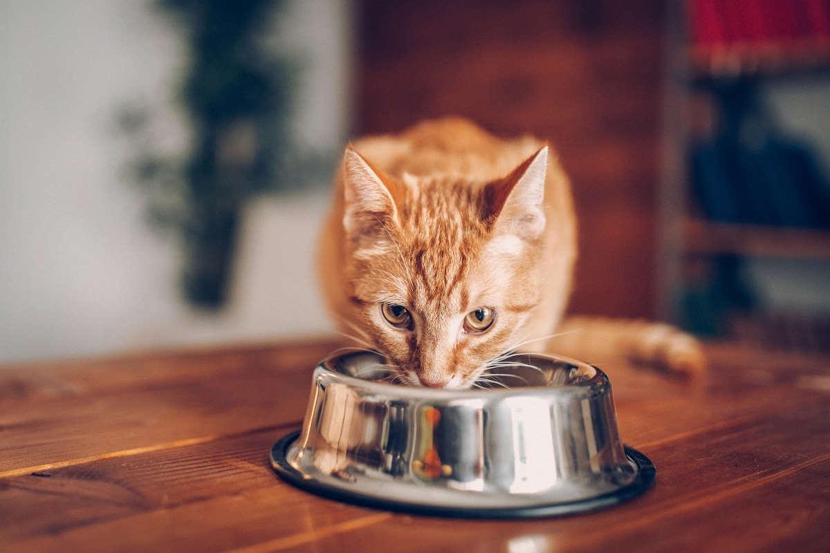 Ginger cat eating from a metal bowl