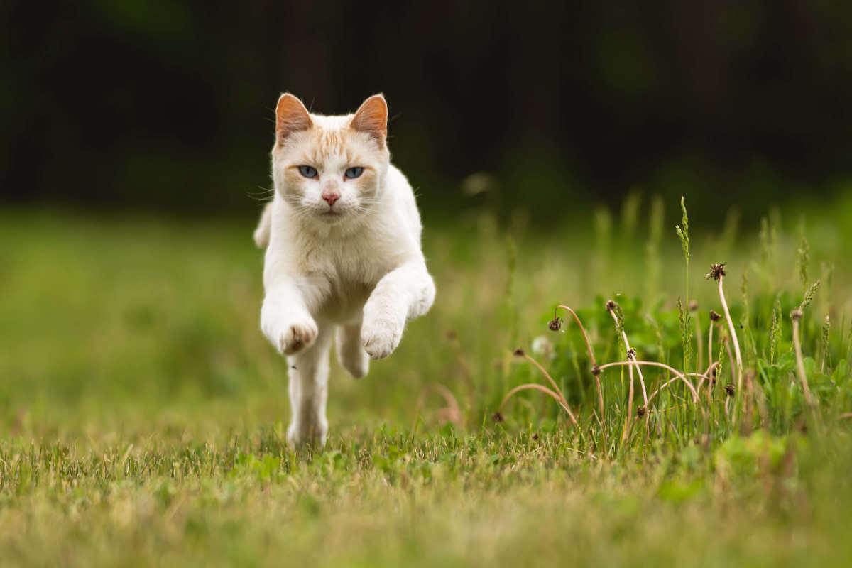 White cat bouncing towards you