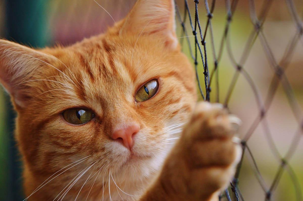 Ginger cat next to a fence looking at the camera