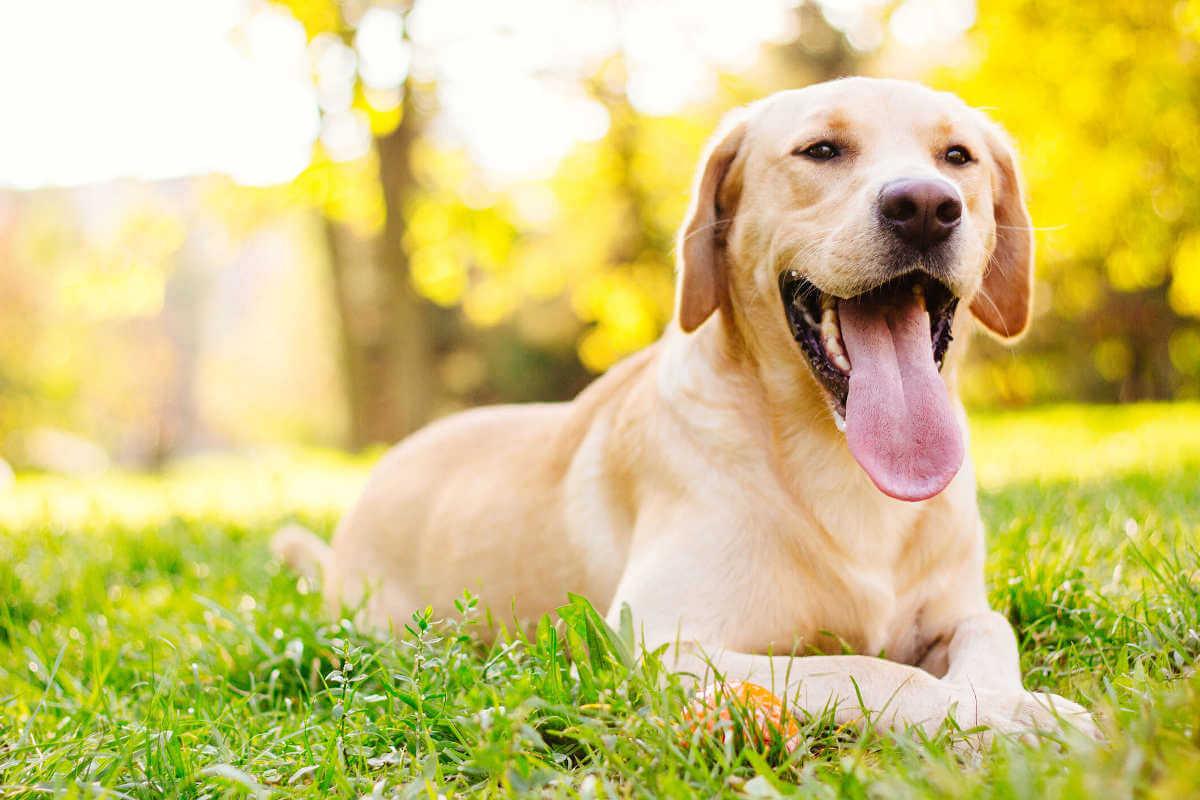 Dog with open mouth lying on grass
