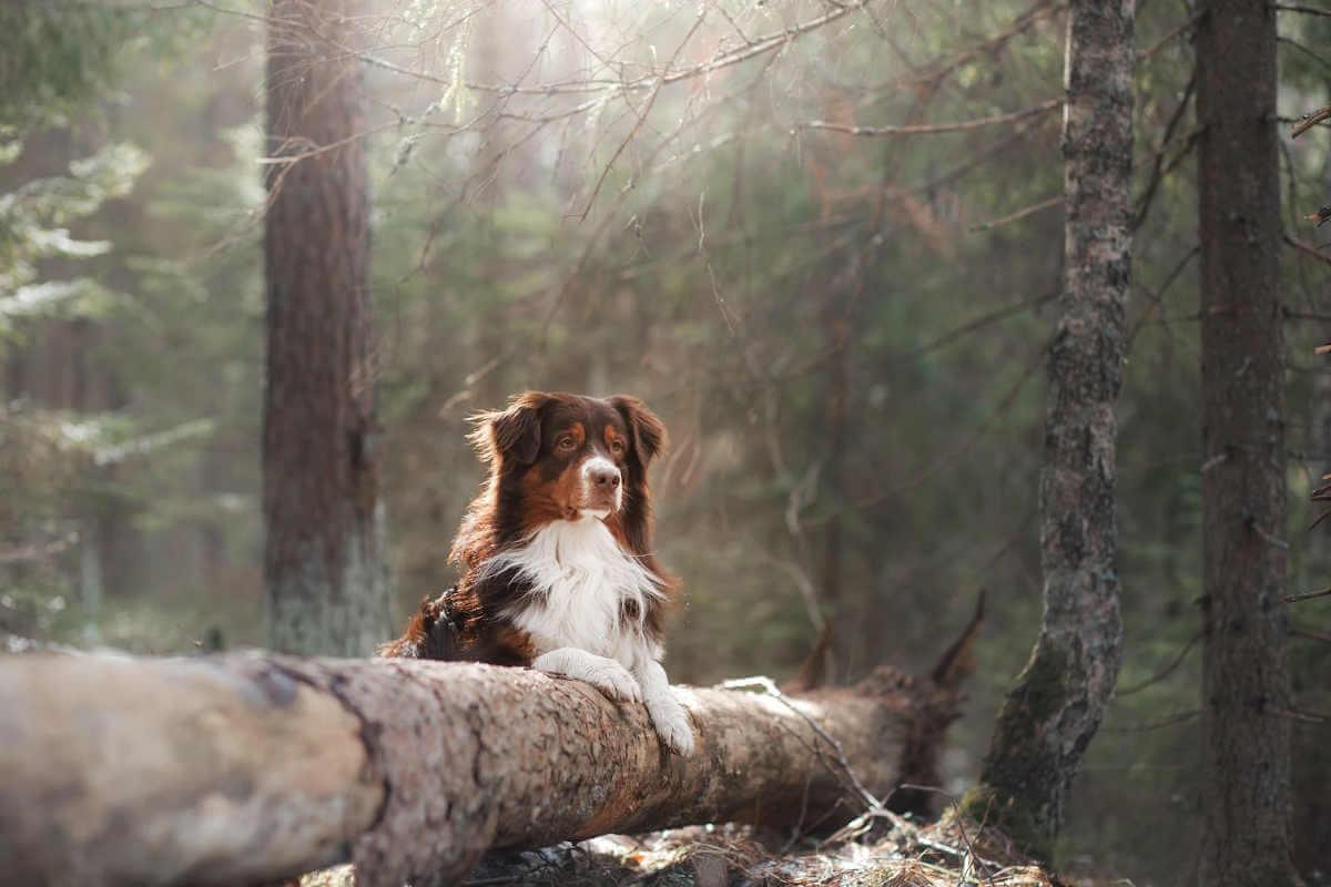 Dog resting on a fallen log