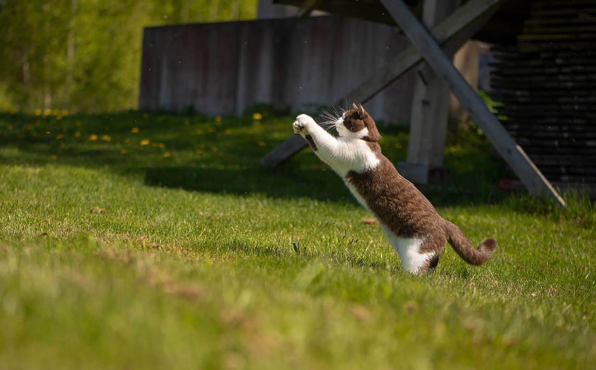 Cat pouncing outdoors