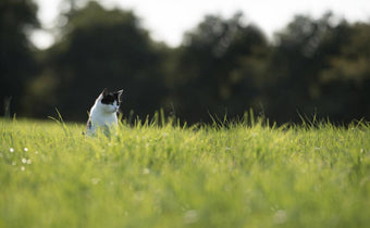 cat on lawn