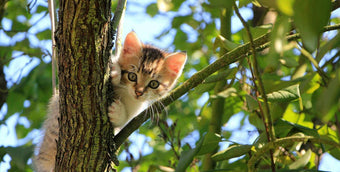 Kitten in tree branches