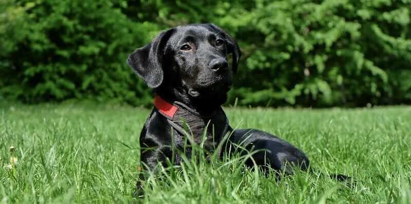 A black dog sitting in a grassy field