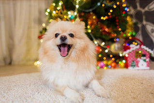 'Pawfect' puppy gifts for Christmas - James Wellbeloved UK