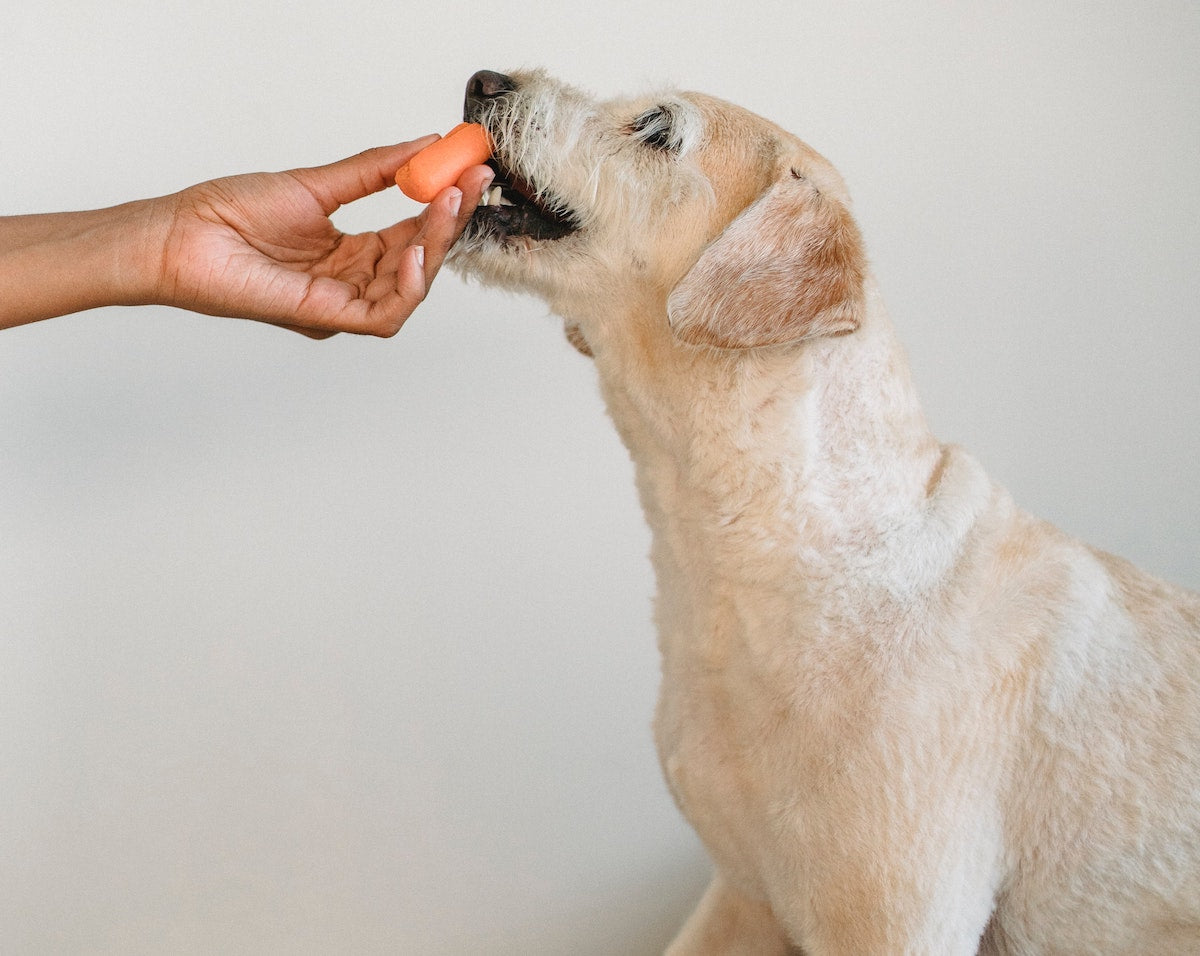 white-coated dog eating a carrot