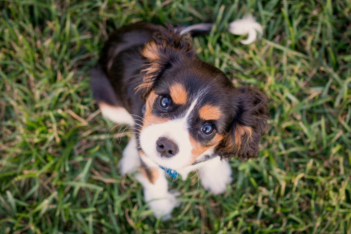 Puppy sitting on grass looking up at you