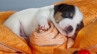 How Much Do Puppies Sleep?  All You Need to Know