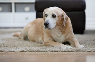 Senior labrador retriever laying on a rug at home