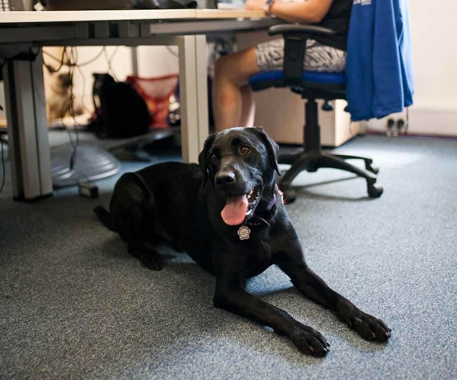 dog in office