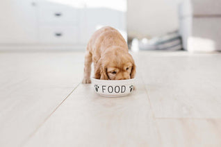 A puppy eating from a bowl marked 'FOOD'