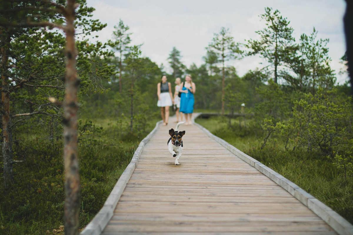 Dog running down a boardwalk towards you 