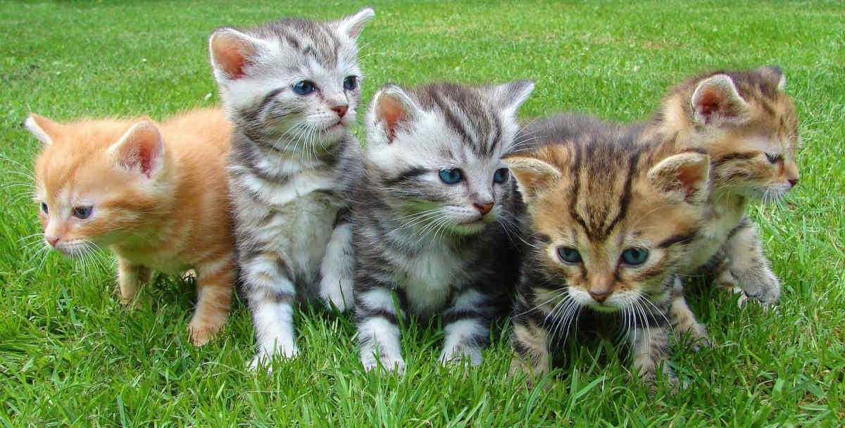 Five kittens in a line outside