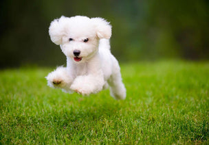 Puppy bounding through a field