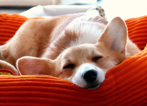 A Sleeping dog on a cushion 