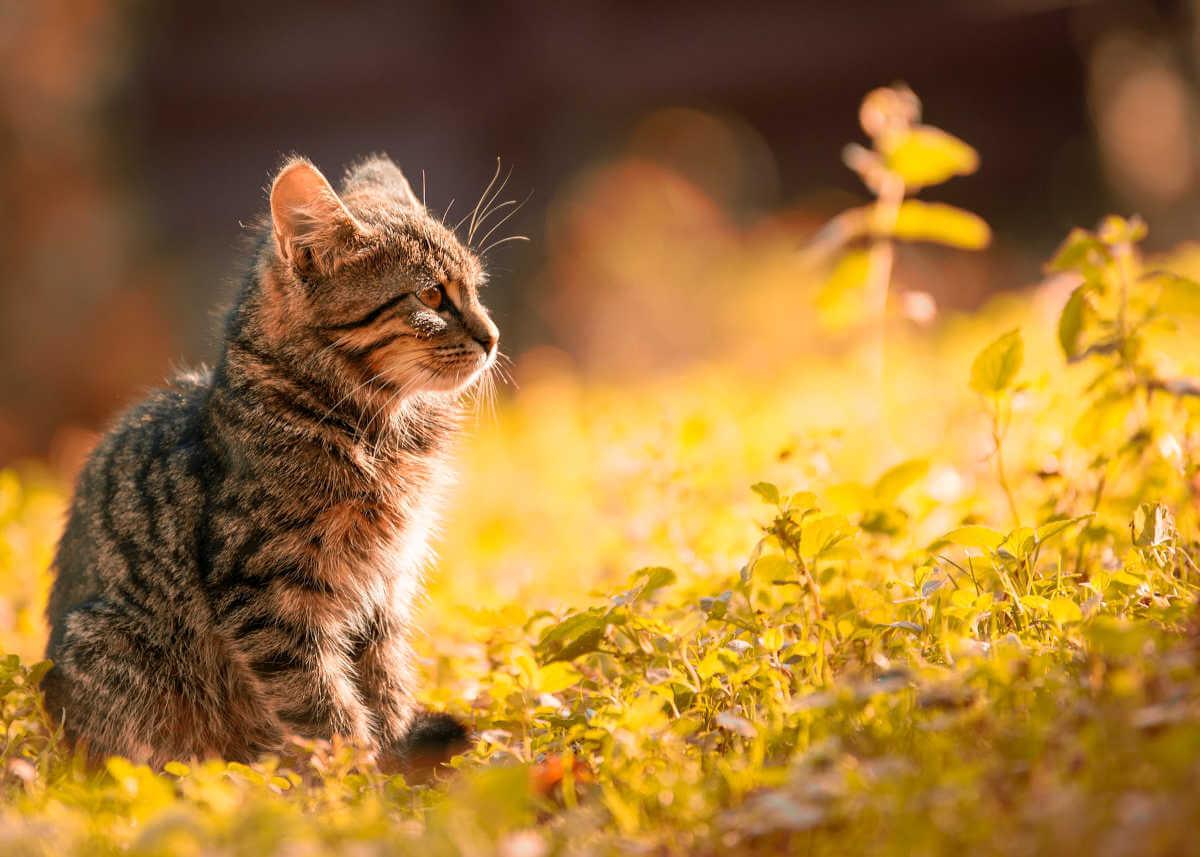 kitten sitting on grass