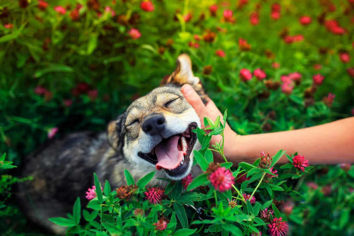 Happy dog being pet in a flower bed