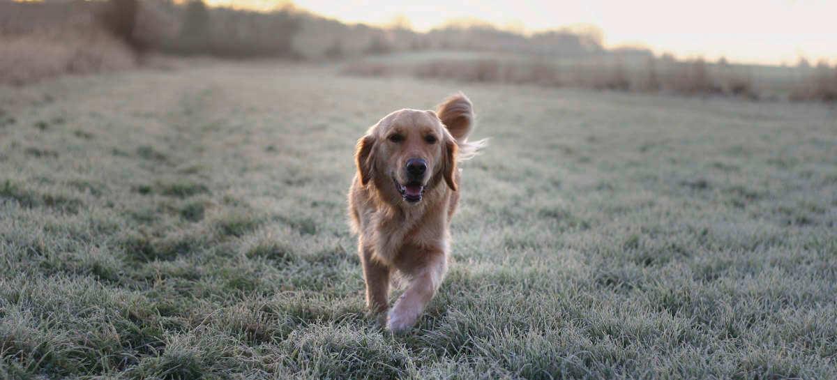 A dog walking through a frosty field