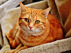 A ginger cat curled up and looking up at the camera