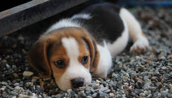 A puppy lying on a gravel path