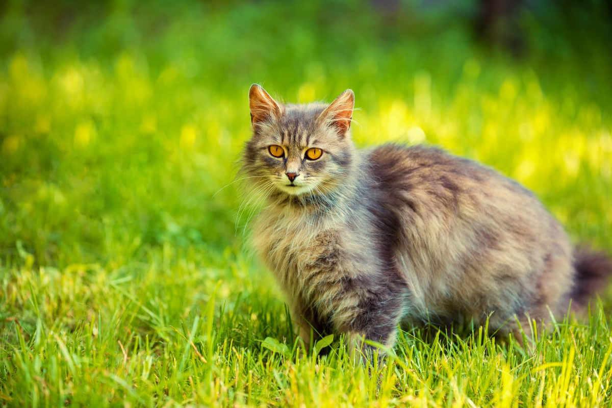 Cat standing in grass looking at you