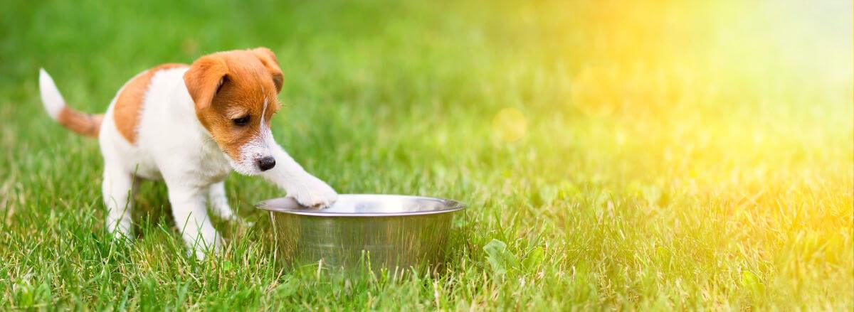 A puppy pawing at a bowl in a field