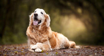 A happy dog sitting on a forest path