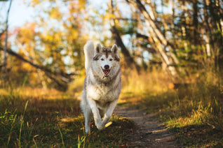 A husky bounding through a forest