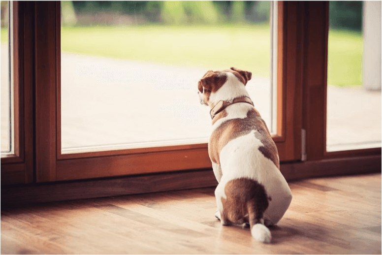 When can puppies go outside and how to keep them safe - James Wellbeloved UK