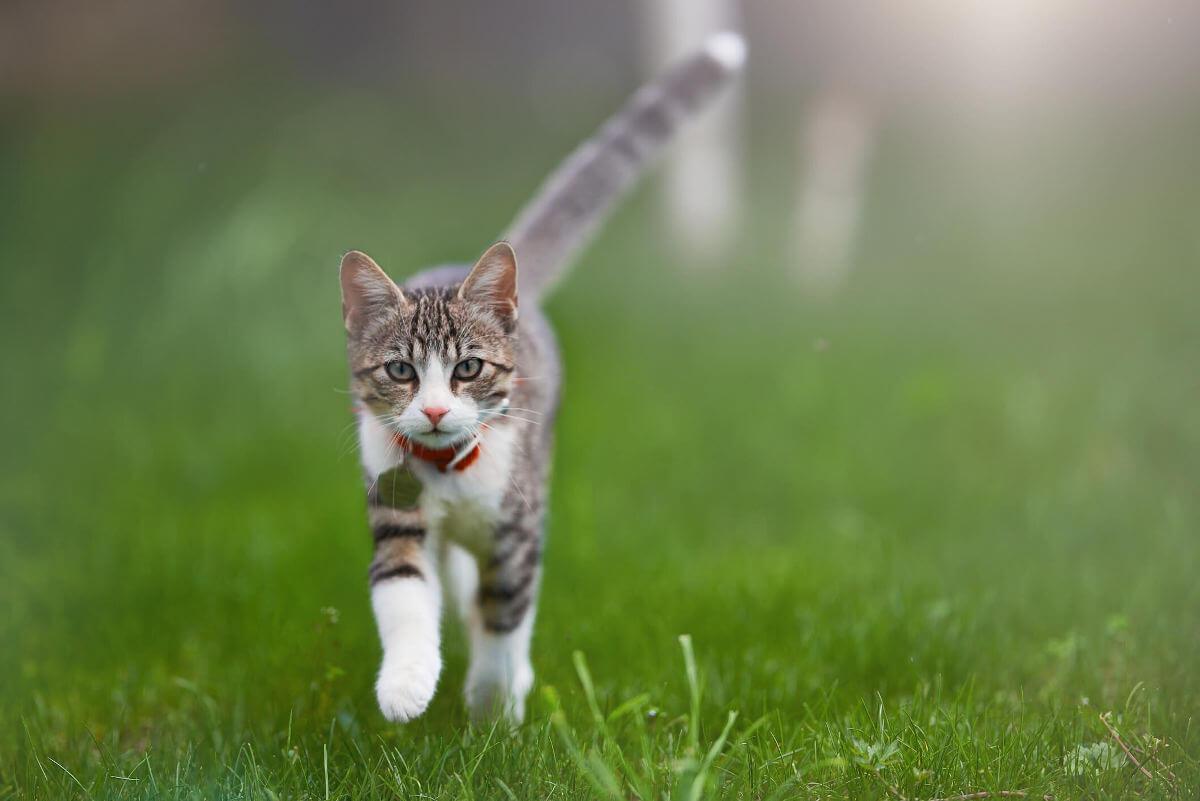 Cat walking through grass towards you