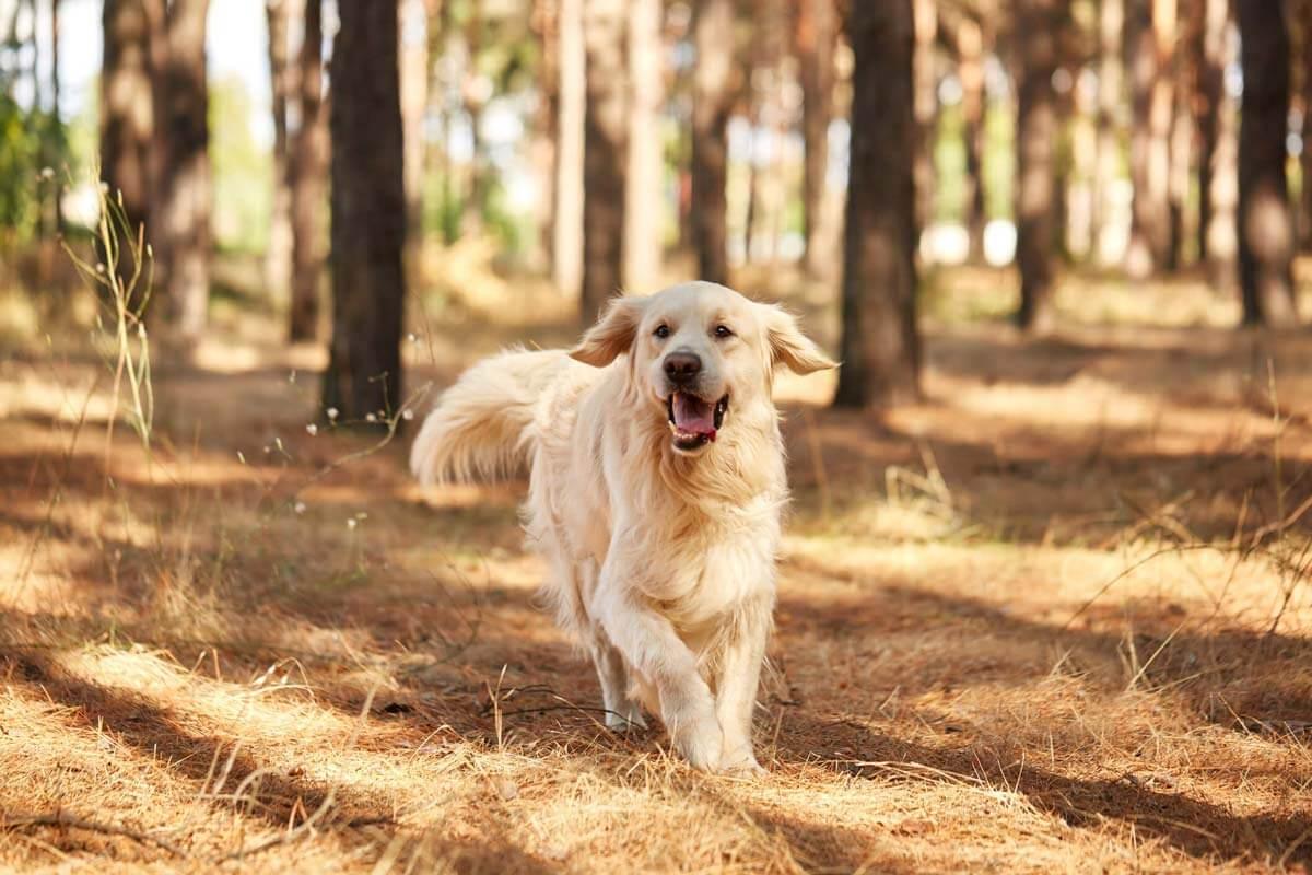 Golden retriever outlet grain free