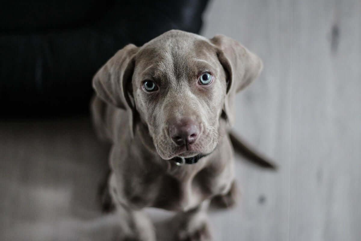 Blue eyed dog looking at you