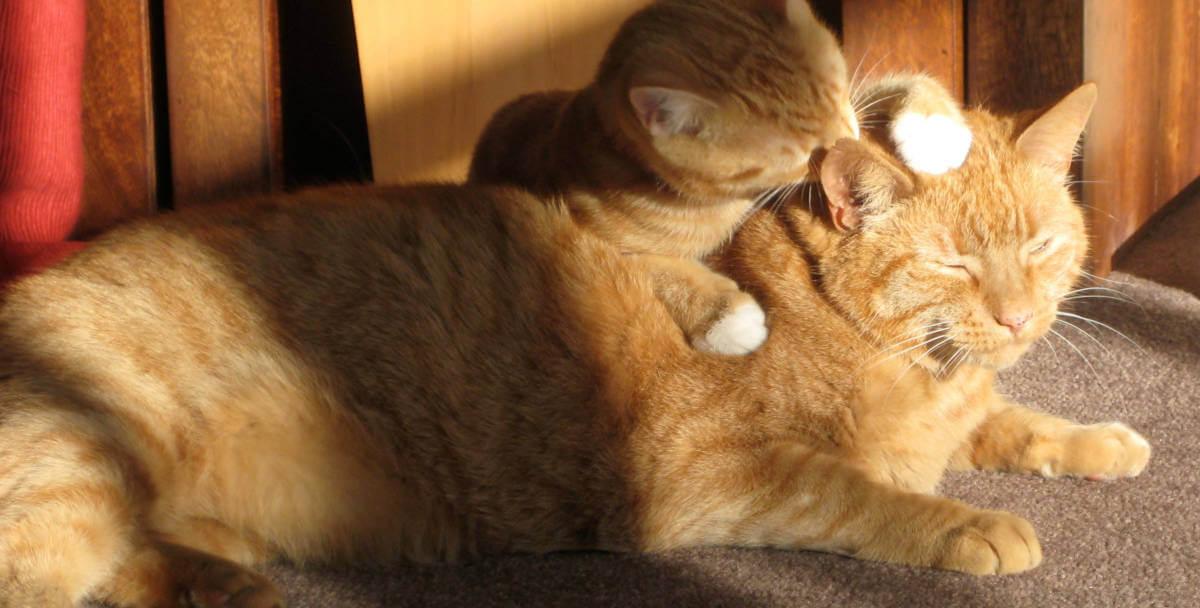 Kitten licking the back of an adult cat's head