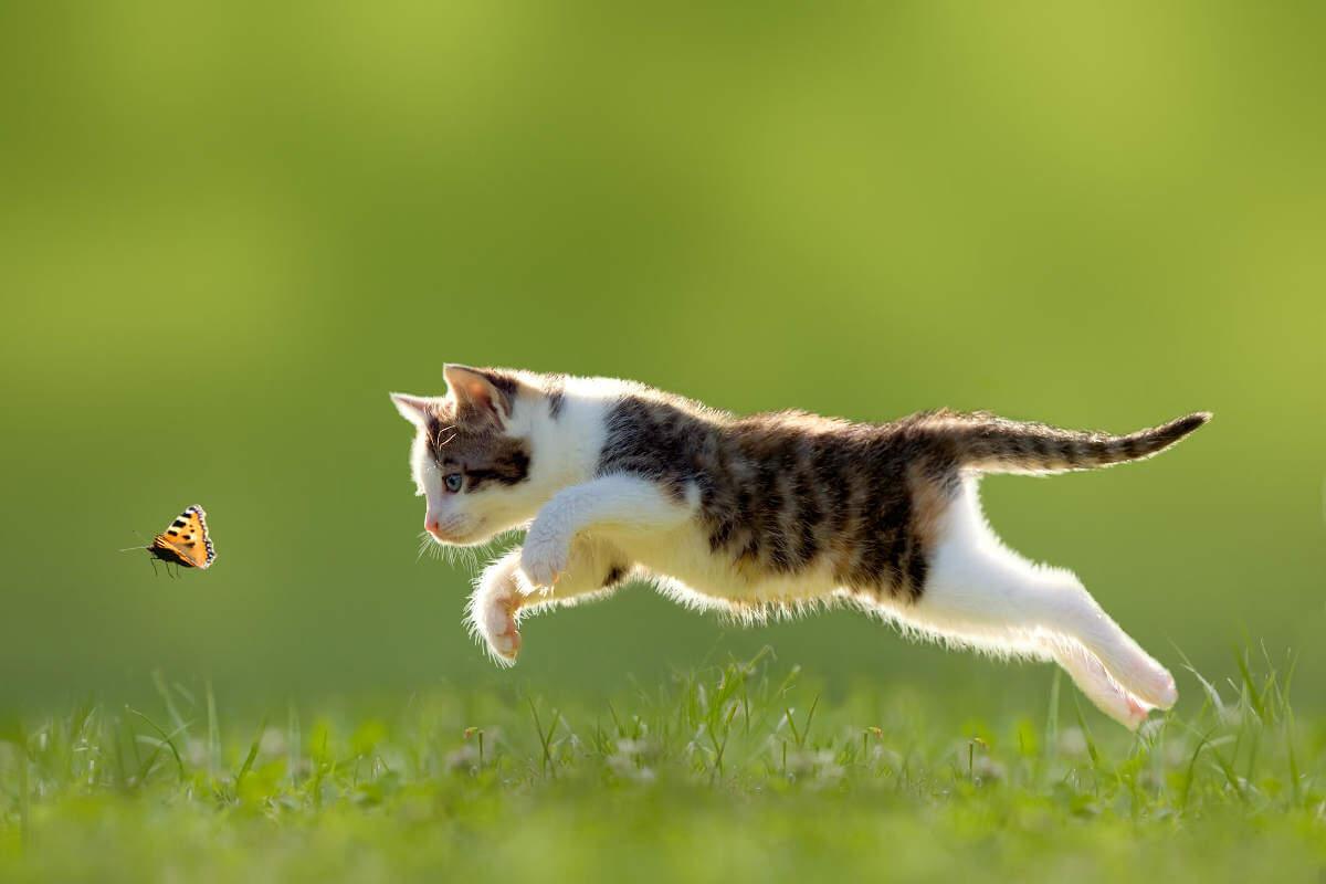Kitten chasing after a butterfly 