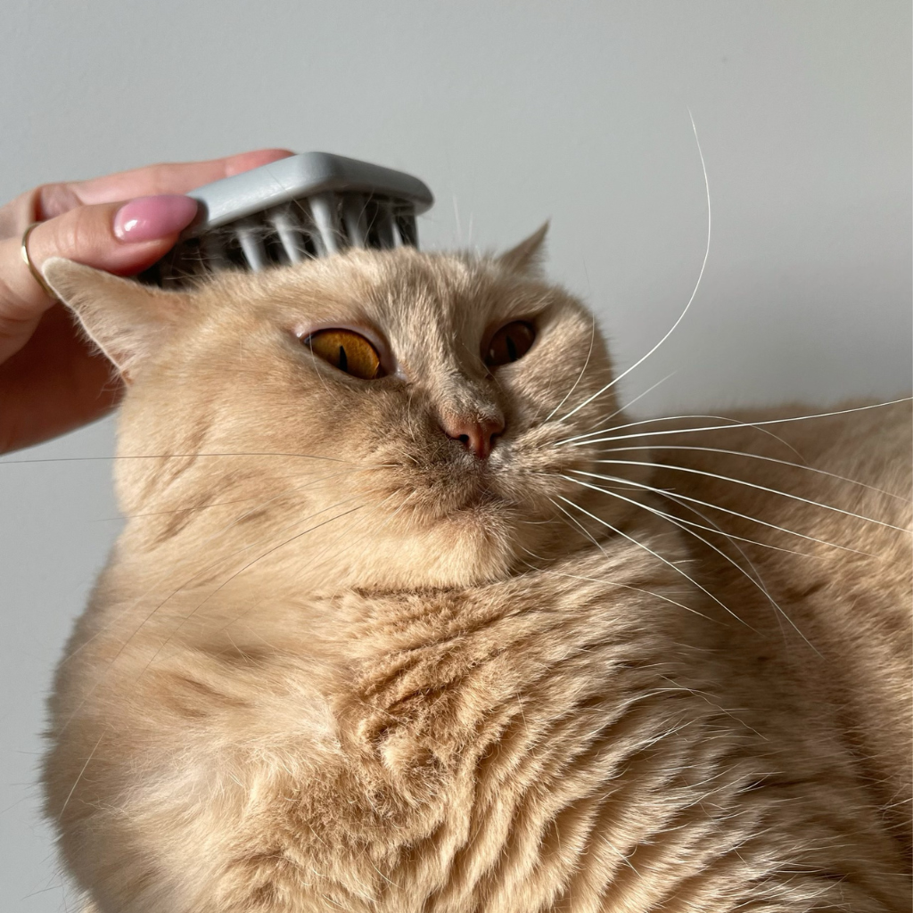 Fiboo Cat Brush