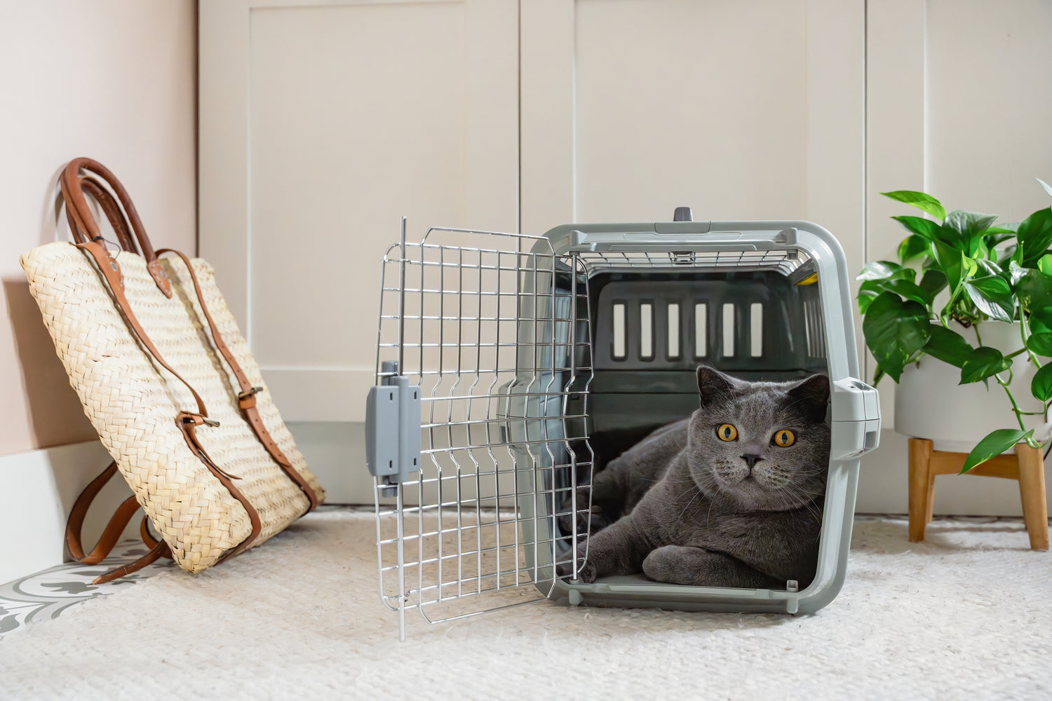 Odyssey Cat & Dog Carrier