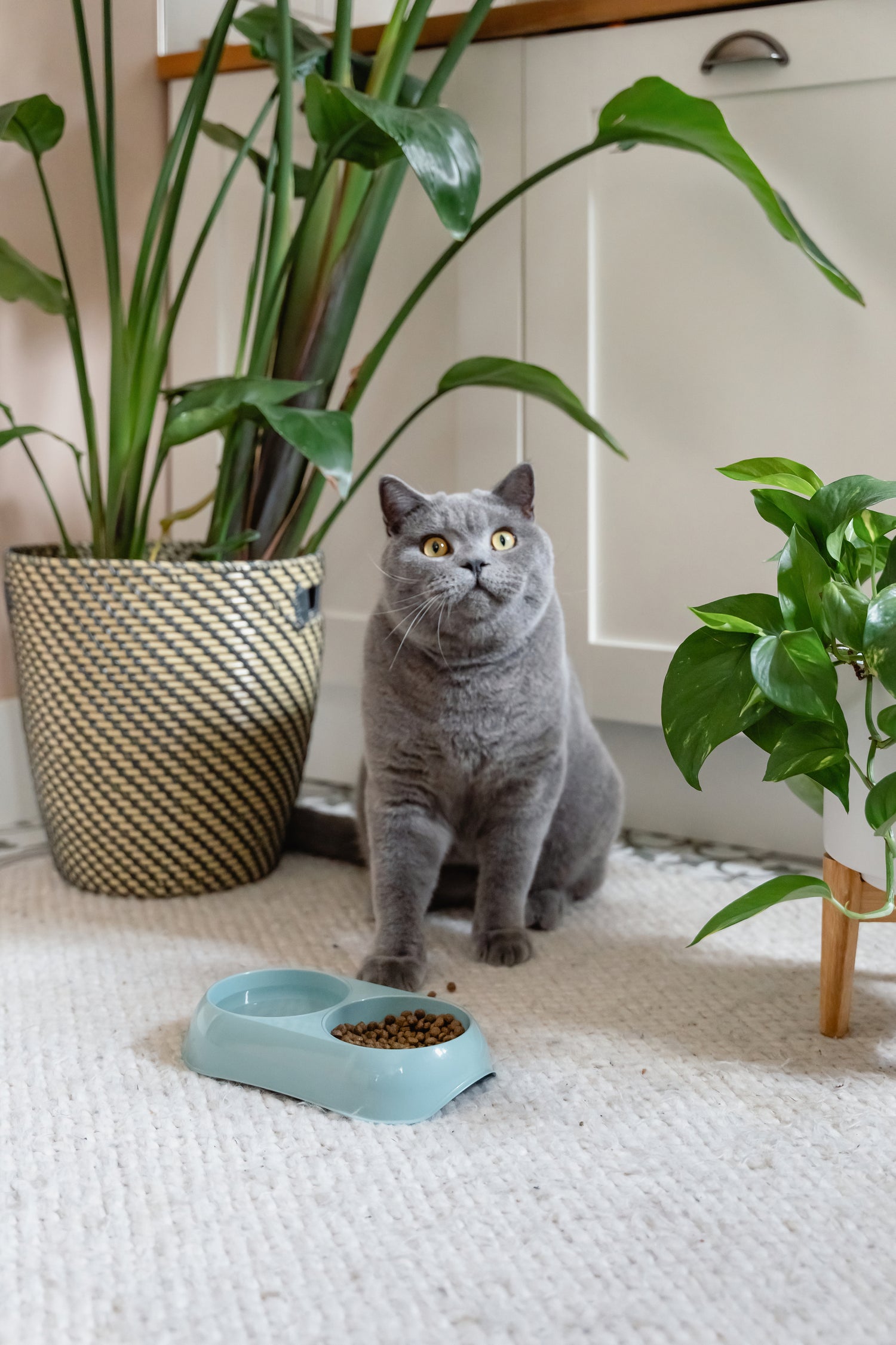 Double Gusto Bowls