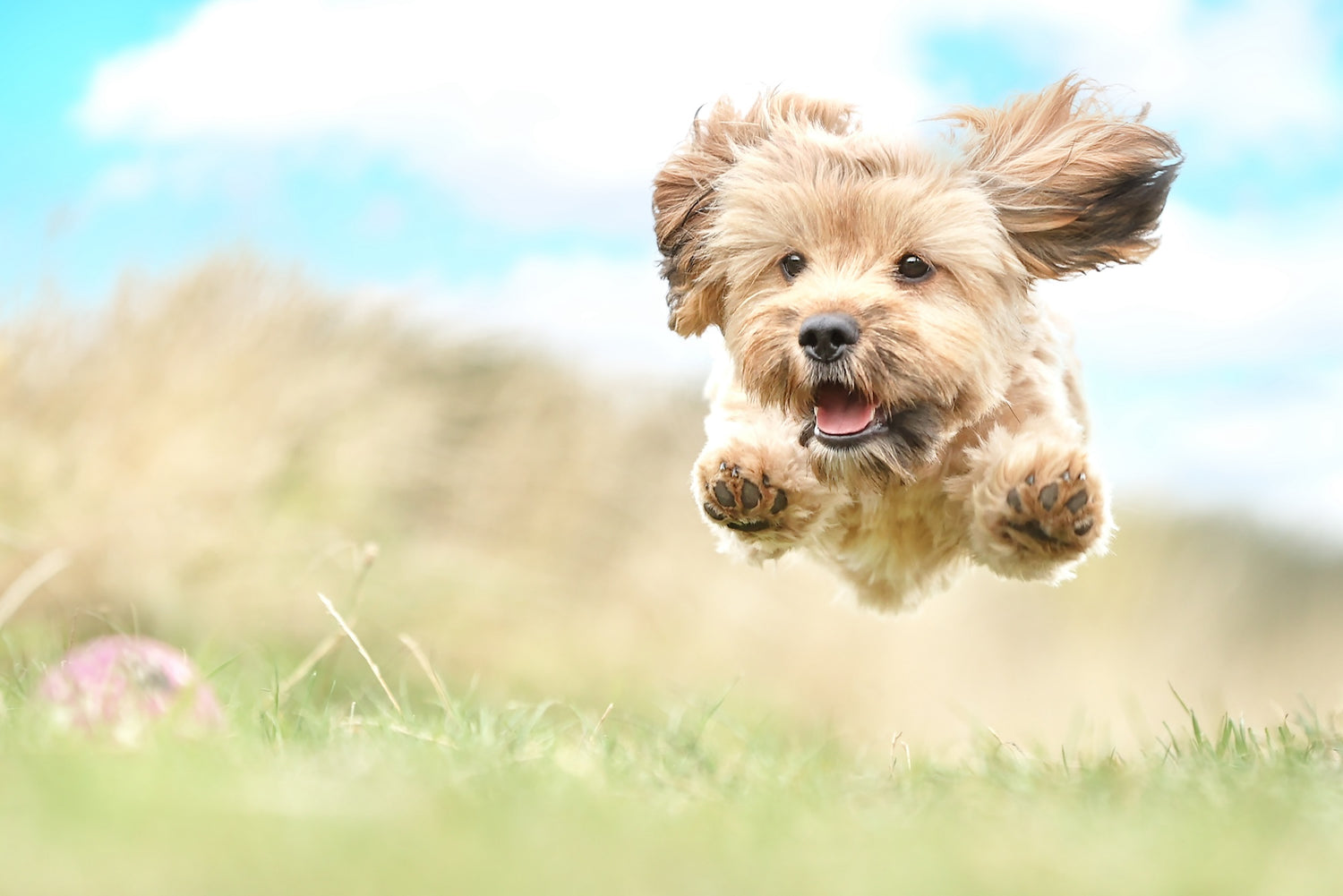 Small dog leaping