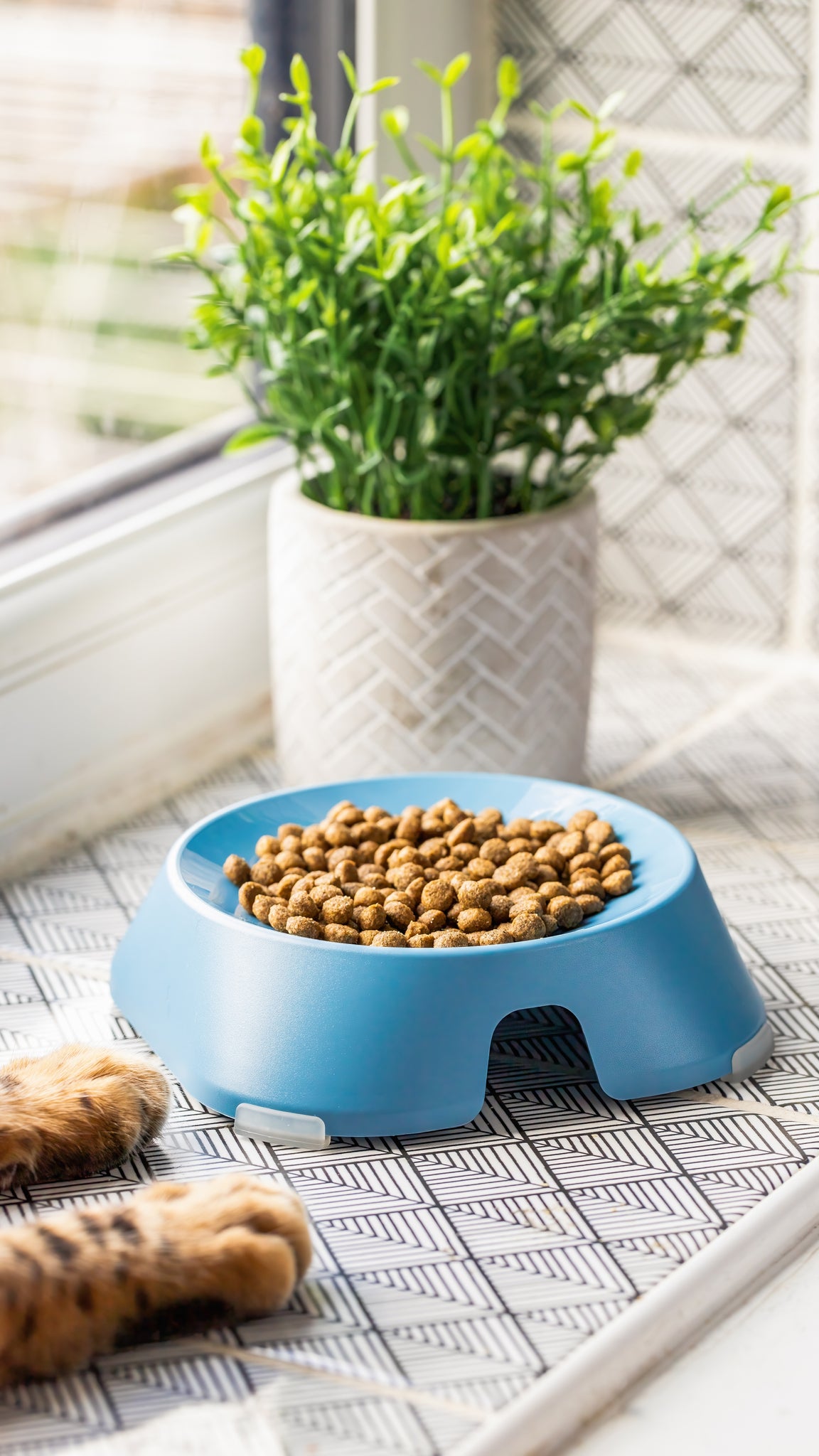 Flat Food Bowl