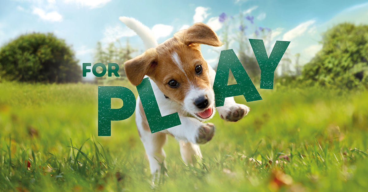 Puppy for play