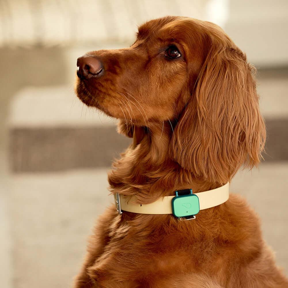 Dog tracker hotsell collar uk