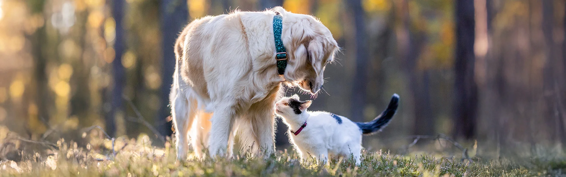 dog and cat in grass